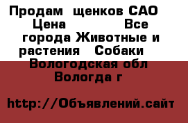 Продам ,щенков САО. › Цена ­ 30 000 - Все города Животные и растения » Собаки   . Вологодская обл.,Вологда г.